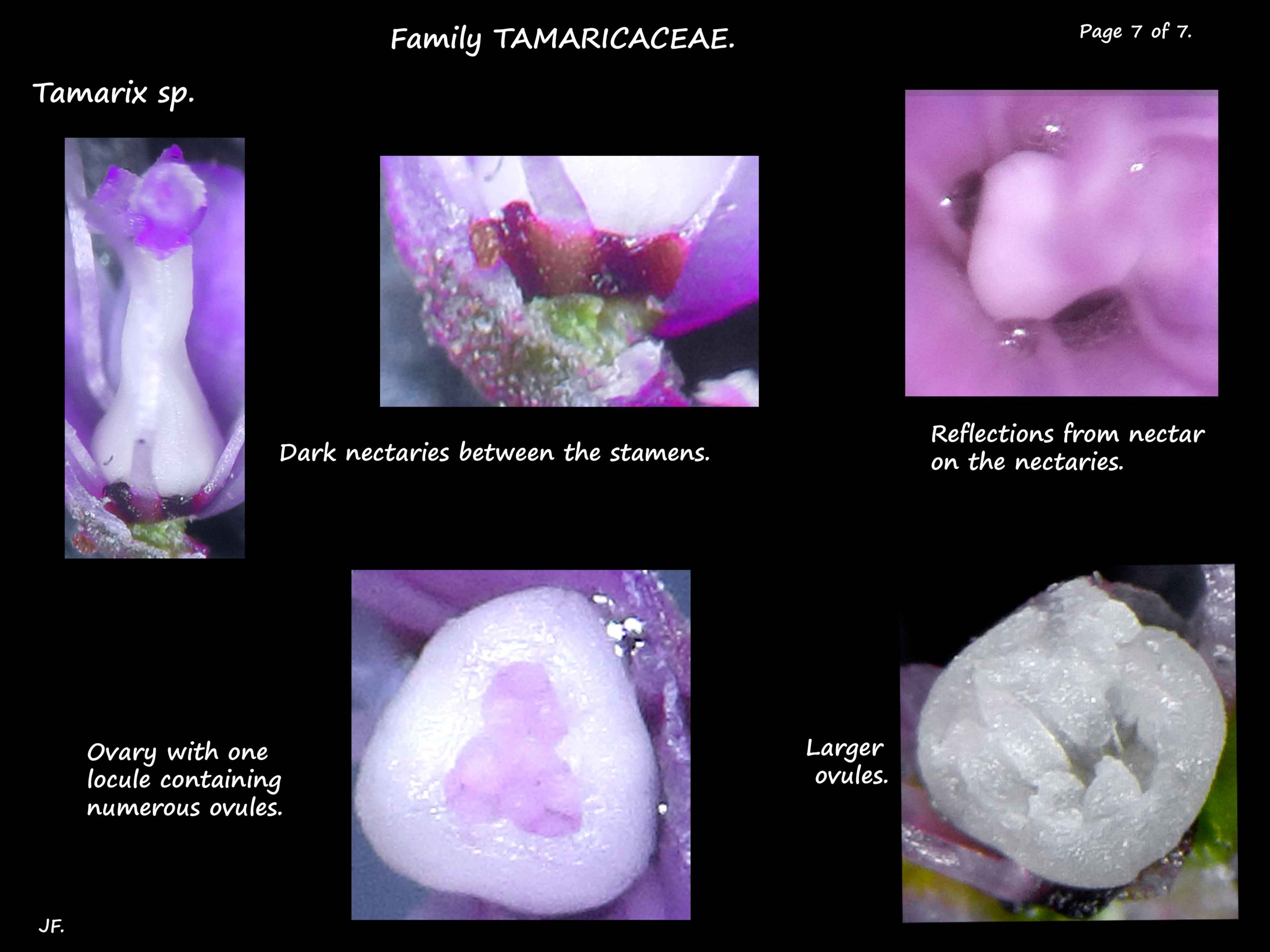 8 Tamarix ovary